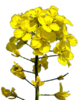 Canola / Rapeseed oil - Properties - Limits
